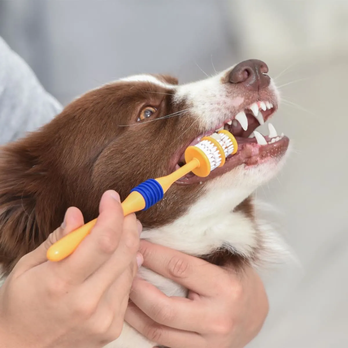 Arm & Hammer Adult Dog Toothbrush