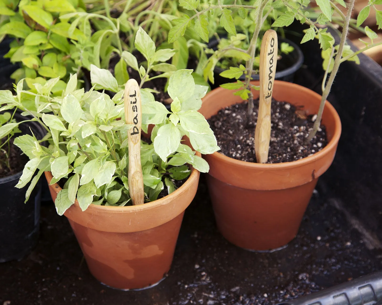 Brush With Bamboo - Soft Plant-Based Bamboo Toothbrush