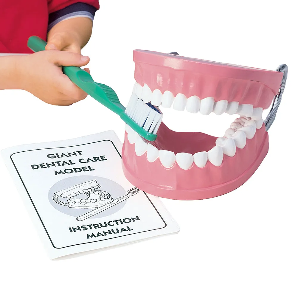 Giant Dental Care Teaching Model with Real-Bristled Toothbrush